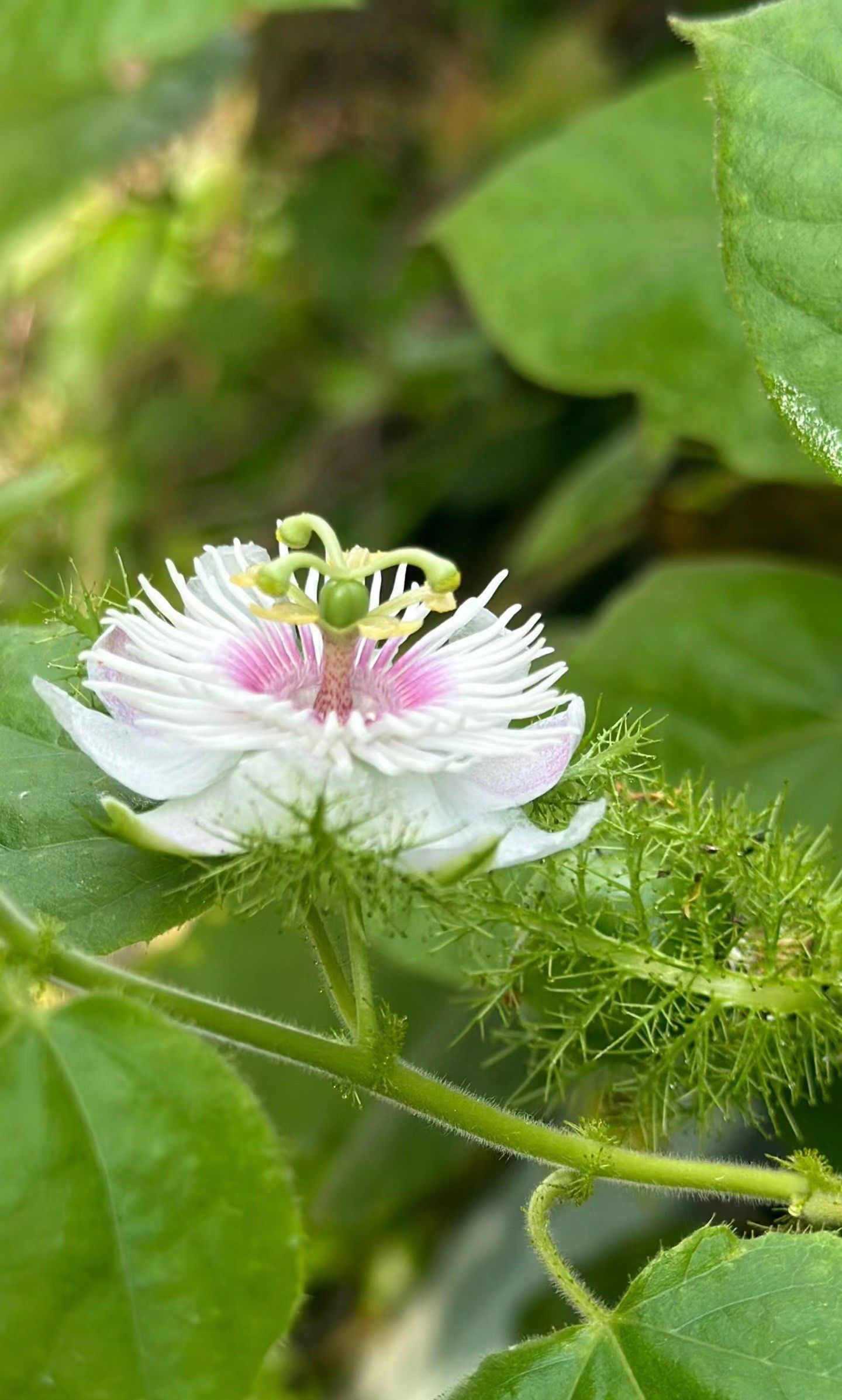 今日识花:龙珠果