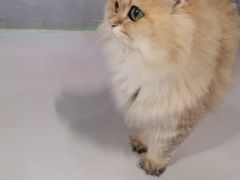 -豆逗聊愈猫阁Easy Life