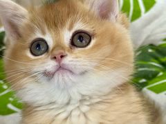 -青奢宠物·青奢猫舍