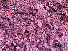 -新丰小吃(春漫里店)