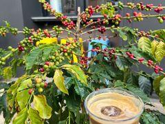 -Torch Coffee 炬点咖啡