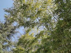 -木塔寺遗址生态公园