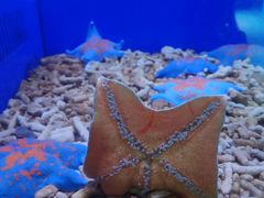 -青岛海底世界-水族馆