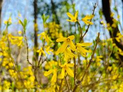 -上海共青森林公园