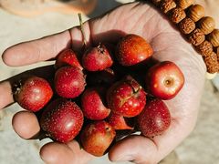 -大岭沟猕猴桃谷风景区