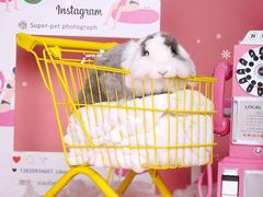 -超宠爱宠物摄影-Super pet