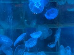 -太奥幻太奇海洋馆