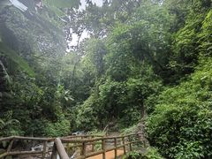-莫里热带雨林景区