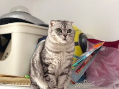 -伟伟宠物医院·瑞派猫友好医院·猫科(光谷店)