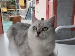 -喵屿·大理花园猫咖