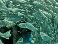 -上海海洋水族馆