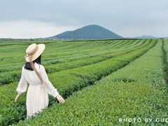 -雪绿茶博物馆