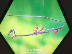 -上海昆虫博物馆