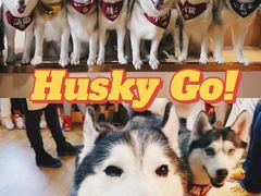 -Husky Go! 哈士奇体验馆·宠物咖啡厅狗咖