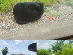 -黑瞎子岛探秘野熊园