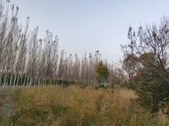 -东郊湿地公园