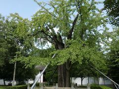 -上海佘山国家森林公园天马山园