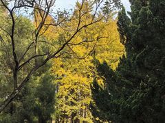 -上海共青森林公园