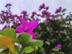 -铁山坪森林公园