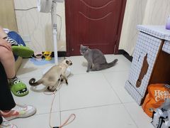 -佳怡动物医院·平价24小时·猫专科骨外科