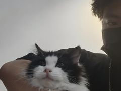 -楼上猫咖(罗湖店)