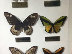 -上海昆虫博物馆