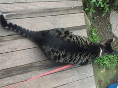 海边的猫和咖啡馆-海边的猫和咖啡馆