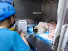 -美联众合动物医院·24h转诊中心