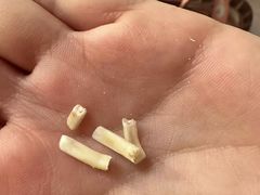 -北京观赏动物医院·24小时大型综合·猫专科·异宠专科
