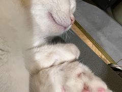 -吉丁鸟咖·异宠·寄养