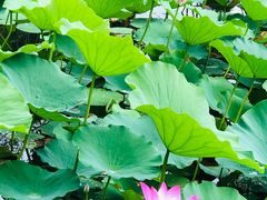 -承德避暑山庄景区