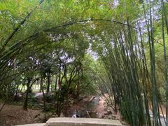 -深圳仙湖植物园