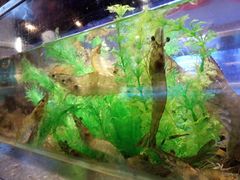 -V-ONE西雅图海鲜自助餐厅(仓山万达广场店)