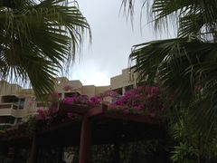 酒店-三亚亚龙湾凯莱仙人掌度假酒店