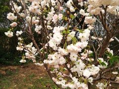 -天适樱花悠乐园