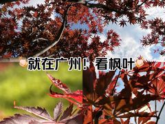 -广州市帽峰山景区