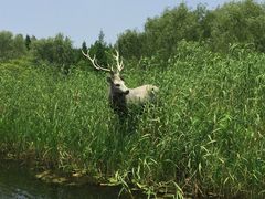 -溱湖国家湿地公园