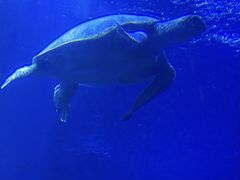 -太平洋海底世界