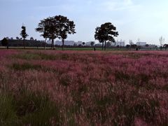 -汉长安城未央宫国家考古遗址公园