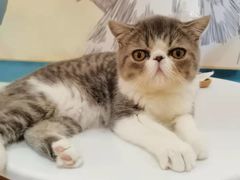 -滚猫咖啡·猫咖·猫友好撸猫(未来城店)