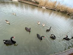 -溱湖国家湿地公园