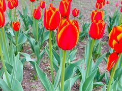 -长春公园(普阳街道)