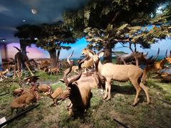 -国家自然博物馆