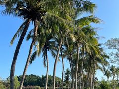 -三亚亚龙湾金棕榈度假酒店