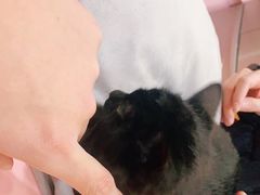 -喵百万·布偶·蓝金金渐层英短·猫舍(百子湾店)