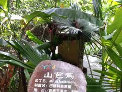 -呀诺达热带雨林