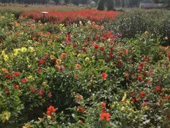 -紫海香堤香草艺术庄园