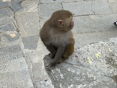 -黔灵山公园