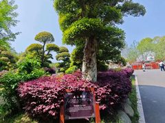 -武汉紫薇都市田园