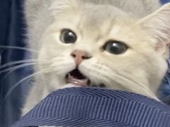 -lincat·猫舍(广州店)